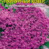 Тимьян ползучий Пурпурный ковер