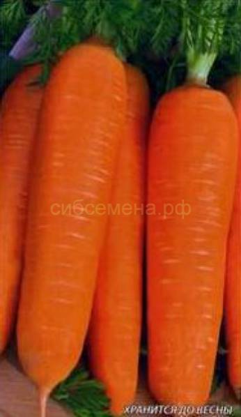 Морковь Московская зимняя (белый пакет)